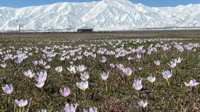 Yüksekova'da Baharın Müjdecisi Kardelenler Açtı