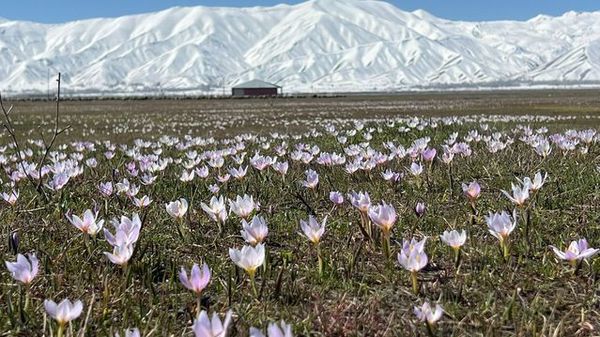 Yüksekova'da Baharın Müjdecisi Kardelenler Açtı