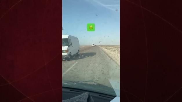 Fas'ta Otoyolu Kaplayan Milyonlarca Çekirge Sürüleri Sürücülere Zor Anlar Yaşattı