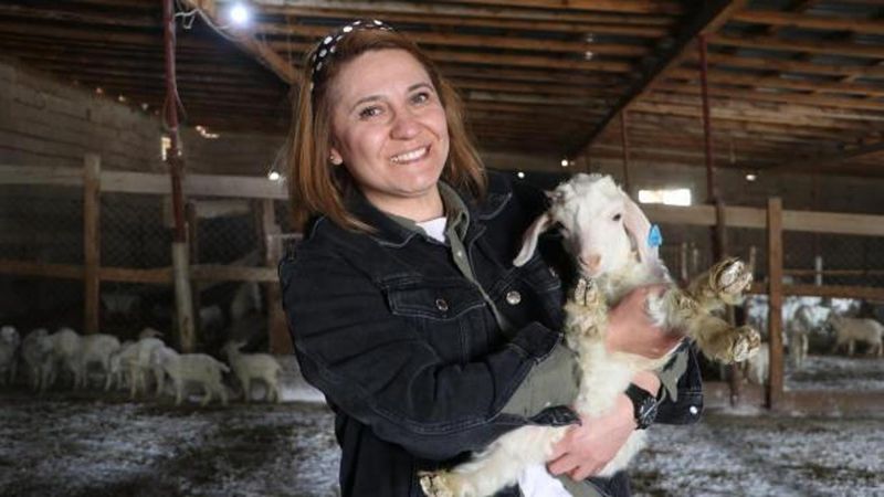 Tarım Bakanlığı Desteğiyle Ankara Keçisi Sayısı 300'den 1300'e Yükseldi