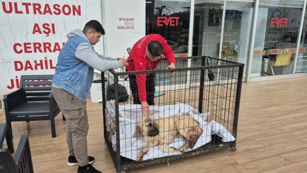 Zonguldak’ta Kayıp Köpeği Vurulan Kişi Tutuklandı