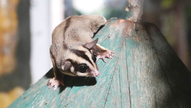 33 Kaçak Uçan Sincap Doğa Koruma Parkında Koruma Altına Alındı