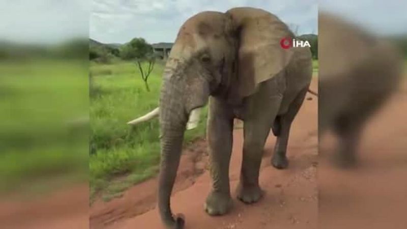 Güney Afrika'da Safari Turunda Türk Turistleri 5 Tonluk Fil Kovaladı