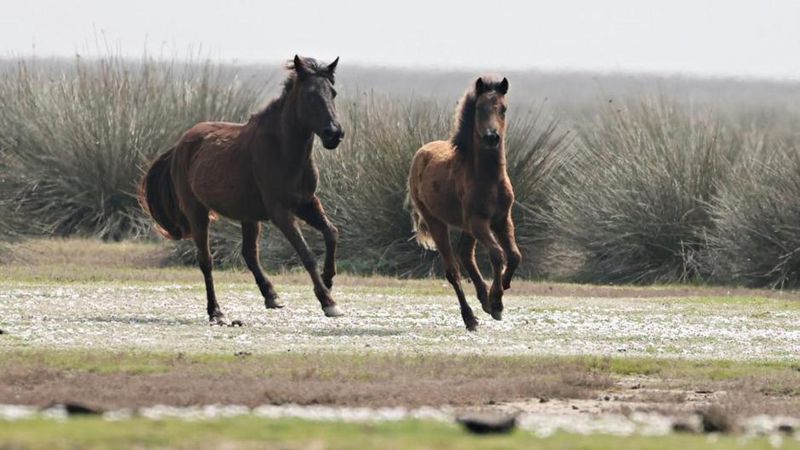 Kızılırmak Deltası Baharda Kuşlar ve Yılkı Atlarıyla Canlanıyor
