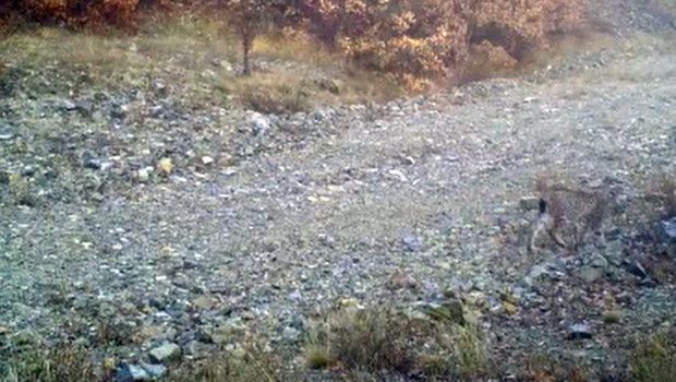 Kırıkkale’de Kırmızı Listede Yer Alan Vaşak ve Kurtlar Fotokapanla Görüntülendi