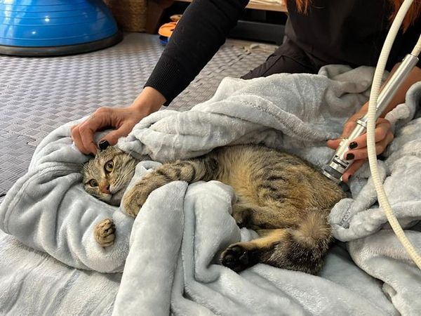 Ankara'da Fizik Tedaviyle Yürümeye Başlayan Engelli Sokak Kedileri