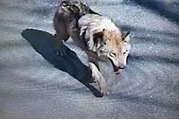 Güney Kore’de Kaçan Kurt Şehri Salladı: Güvenlik Alarmı Verildi