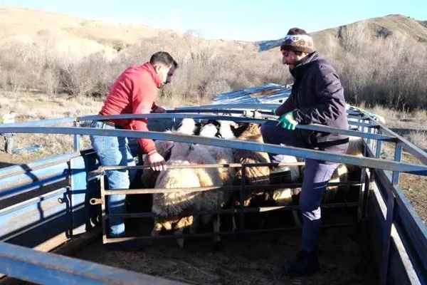 Erzincan Besicileri Baharla Birlikte Hayvanlarını Yaylalara Çıkardı