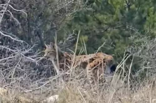 Tosya’da Birinci Derece Koruma Altındaki Vaşak Kameraya Yansıdı