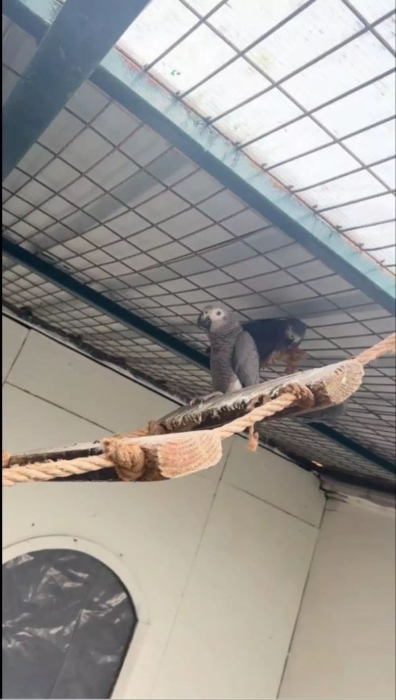 İstanbul Havalimanı'nda Kaçak Afrika Gri Papağanları Yakalandı