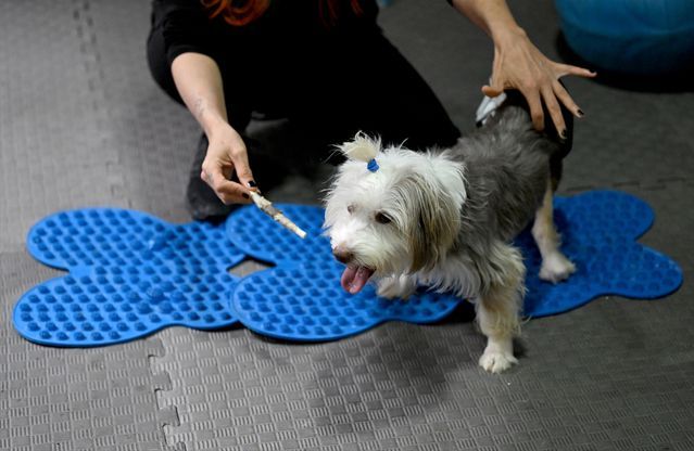 Yumoş'un Fizik Tedavi Süreci Koşmaya Hazırlanıyor