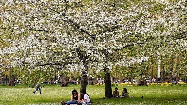 Polen Mevsimi Uzuyor: Alerjilerden Korunmanın Yolları