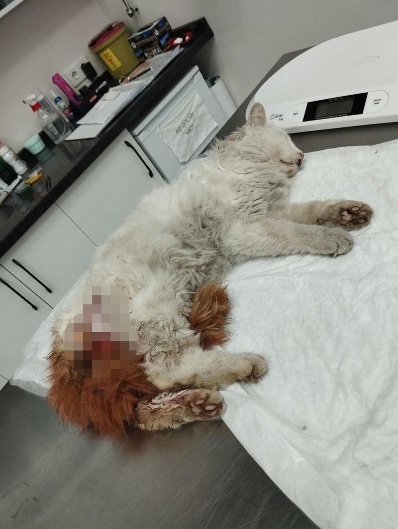 Başakşehir'de Başıboş Köpeklerin Saldırısı Kamerada: Kedi Hayatını Kaybetti