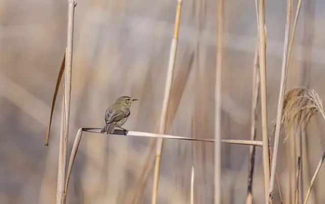 Diyarbakır'da Kış Göçü Sırasında Çıvgın Kuşu Görüntülendi