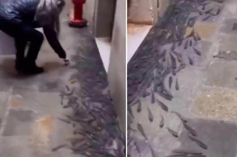 Venedik'te Yüksek Gelgit Balıkları Sokaklara Taşıdı