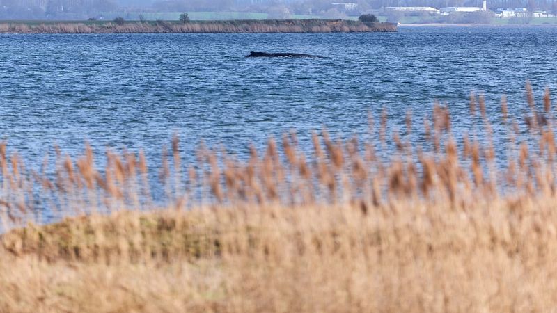 Almanya Kıyılarında Mahsur Kalan Kambur Balina İçin Kurtarma Çalışmaları Sonlandı