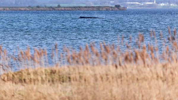 Almanya Kıyılarında Mahsur Kalan Kambur Balina İçin Kurtarma Çalışmaları Sonlandı