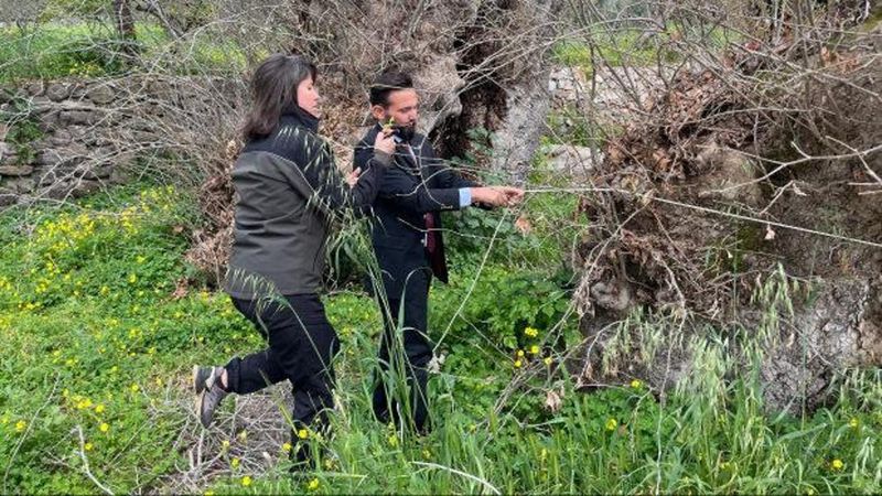 Bodrum'da 2 Bin Yıllık Dev Çınar Ağacı Anıt Ağaç Olabilir