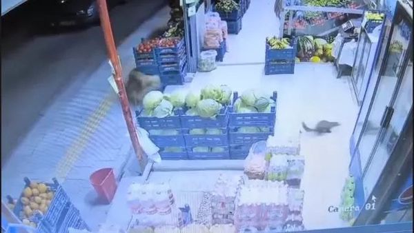 Malatya'da Markette Görülen Sansar, Köpek Tarafından Kovuldu