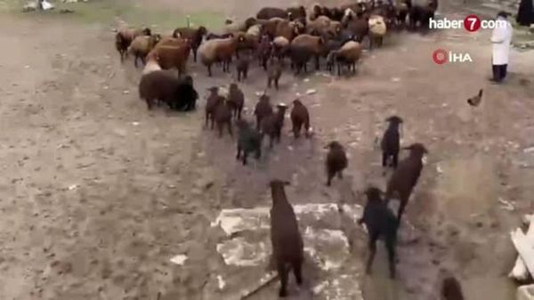 Ağrı Patnos'ta Kuzu Katma Geleneğiyle Kuzular Anneleriyle Buluştu