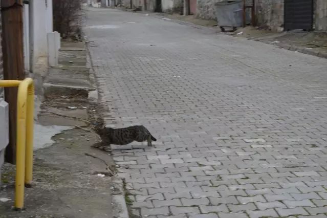 Samsun Havza'da Çatıda Mahsur Kalan Kedi İtfaiye Tarafından Kurtarıldı