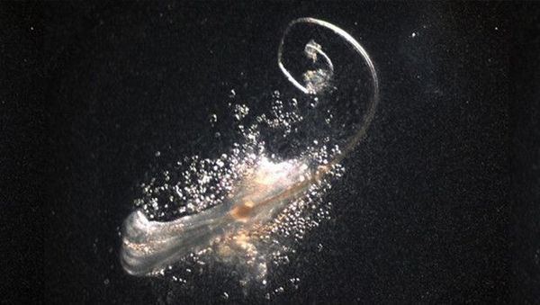 Laboratuvarda Üretilen Gerçek Saç Folikülleri Saç Dökülmesi Tedavisinde Umut Oldu