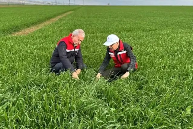 Araban Ovası'nda Tahıl Ekinlerinde Yağış Etkisi Araştırılıyor