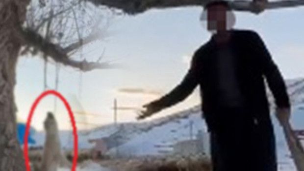 Kayseri'de Köpeğini Ağaca Asarak Öldüren Kişi Gözaltına Alındı