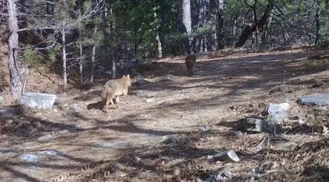Bursa Ormanlarında Fotokapanlara Yakalanan Çakallar Görüntülendi