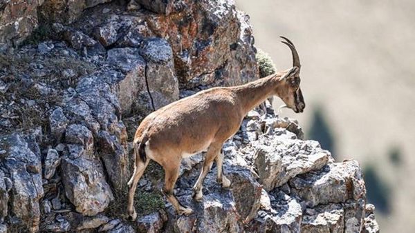 Diyarbakır Çermik’te Dağ Keçisi Popülasyonu Artıyor, Kaçak Avcılara 940 Bin Lira Ceza