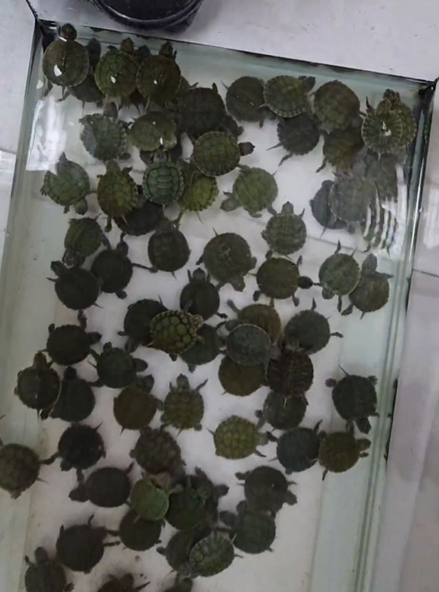 Denizli'de Petshoplarda Yasaklı Türlere El Konuldu