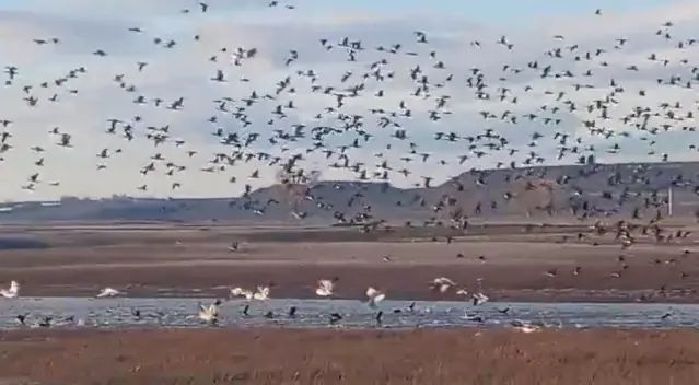 Küçük Aküzüm’de Göçmen Kuşların Bahar Dansı Başladı