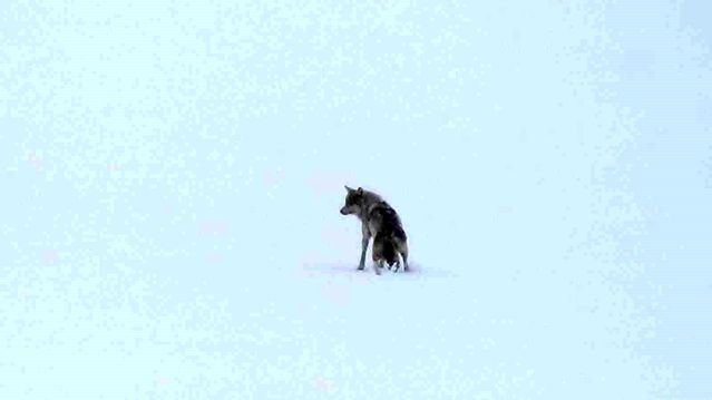 Kars'ta Karla Kaplı Arazide Yalnız Kurtun Yaban Hayatındaki Mücadelesi Kamerada