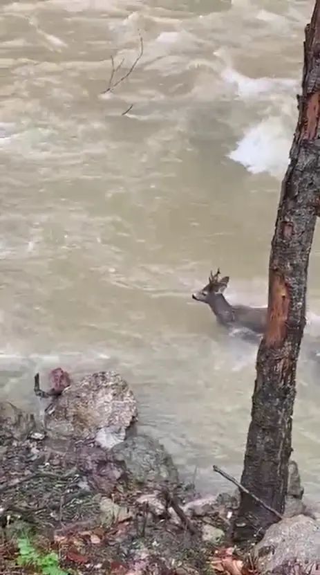 Kastamonu'da Karaca Şehriban Çayı'nı Geçerek Ormana Kaçtı