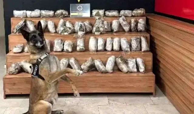 Şanlıurfa'da 17,55 Kilo Skunk Ele Geçirildi, 1 Kişi Gözaltında