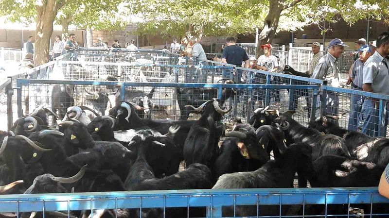 Muğla'da Şap Hastalığı Kontrol Altına Alındı, Bayır Hayvan Pazarı 11 Nisan'da Yeniden Açılıyor