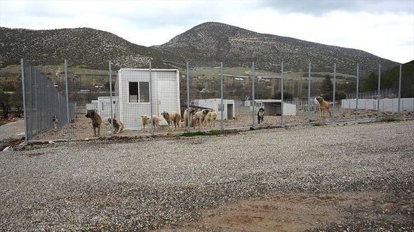 Isparta'da Sahipsiz Hayvanlara Modern Rehabilitasyon Merkezi Hizmete Açıldı