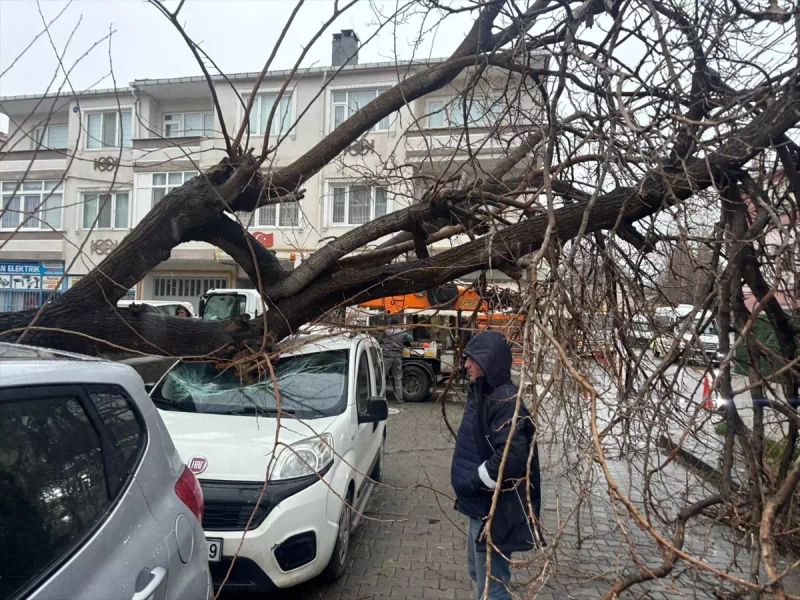 Kırklareli Lüleburgaz'da Fırtına Ağaç Devrilmesine ve Araç Hasarına Neden Oldu