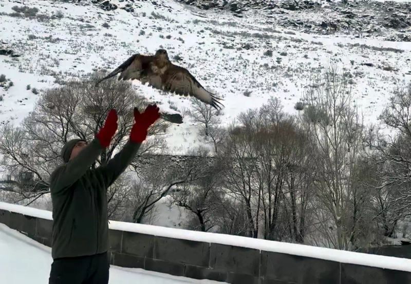 Kars'ta Tedavi Edilen 3 Şahin Doğaya Bırakıldı