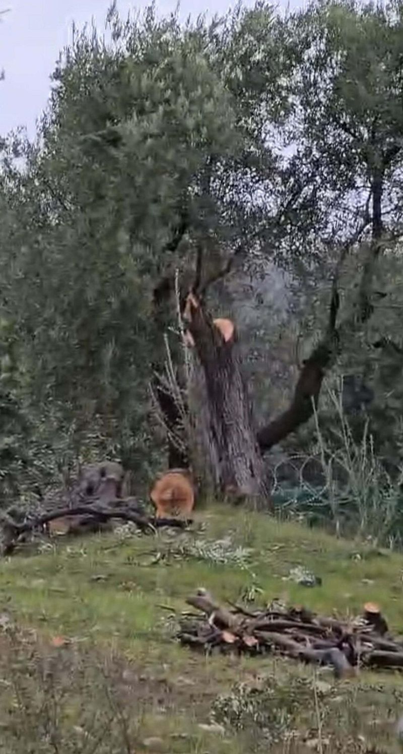 Milas'ta Zeytin Ağaçlarını Kesen CHP'li Başkan Kılbey'e Para Cezası