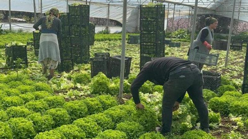 Kıvırcık Marul Fiyatları Bu Yıl Üreticilerin Yüzünü Güldürdü