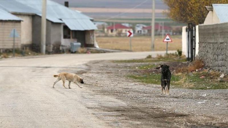 Yargıtay, Kayseri'deki köpek saldırısında 2 milyon TL tazminat kararını onadı