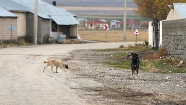 Yargıtay, Kayseri'deki köpek saldırısında 2 milyon TL tazminat kararını onadı