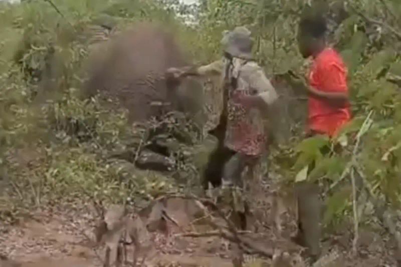 Namibya'da Yaralı Filin Kuyruğunu Çeken Kadın Hayatını Kaybetti