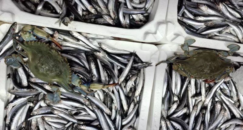 Sinop'ta Balıkçıların Ağlarına Nadir Görülen İki Mavi Yengeç Takıldı