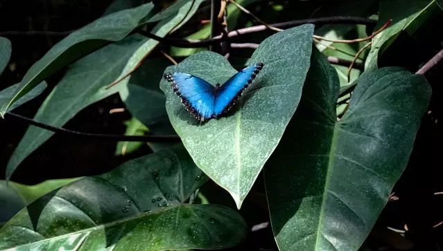 Konya Tropikal Kelebek Bahçesi 45 Türden 10 Bin Kelebeği Ağırlıyor