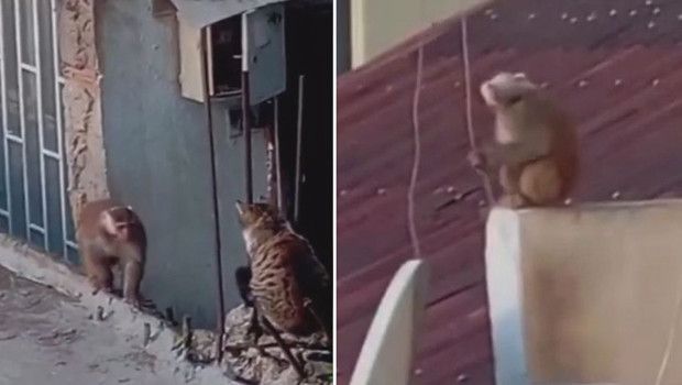 Kadıköy'de Çatılarda Gezen Makak Maymunu Koruma Altına Alındı