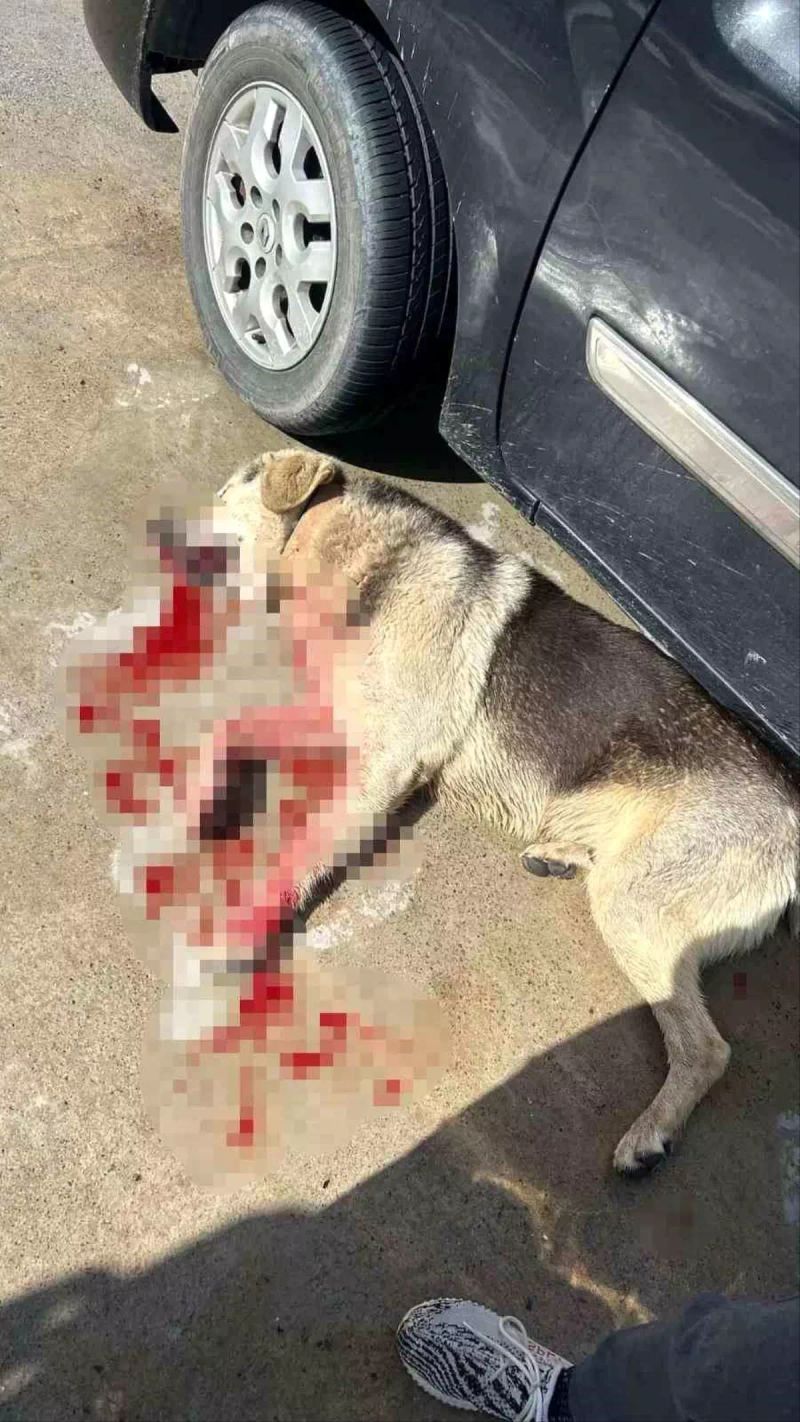 Bodrum'da Tavuklarını Yiyen Köpekleri Öldüren Restoran İşletmecisi Tutuklandı