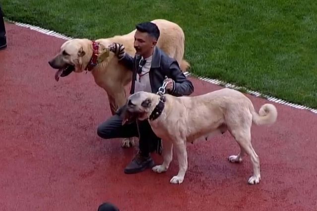 Sivasspor-Esenler Erokspor Maçında Sahaya Kangal Köpekleri Çıktı