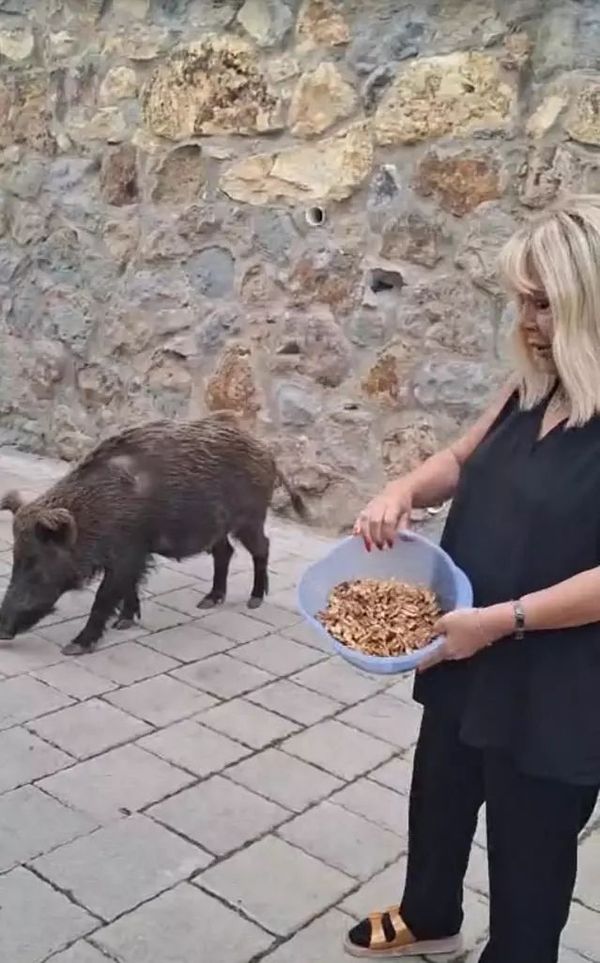 Safiye Soyman, Bodrum'da Yaban Domuzunu Cevizle Besledi